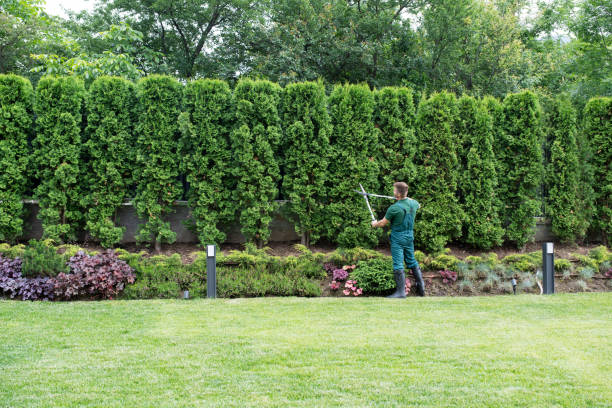 Organic Lawn Care Solutions in Novi, MI