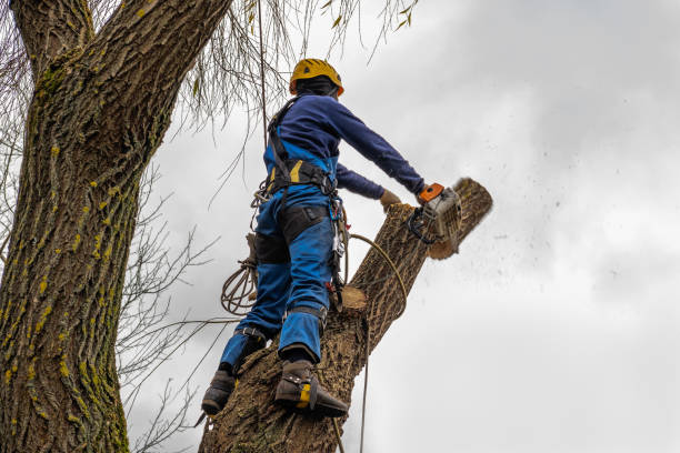 Why Choose Our Tree Removal Services in Novi, MI?